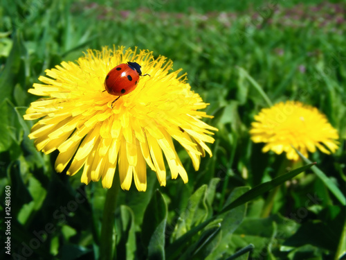 Lazy ladybird