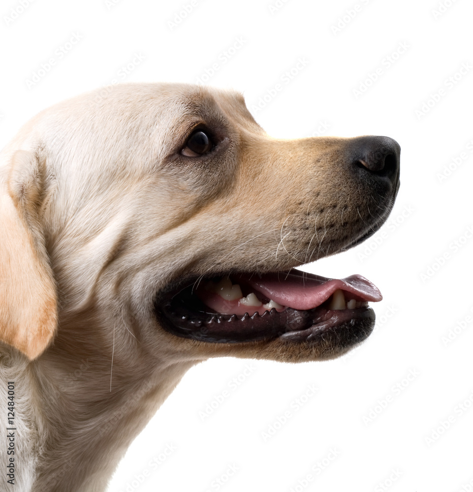 Portrait of the caucasian sheep dog. Isolated on white Portrait of the caucasian sheep dog. Isolated on white