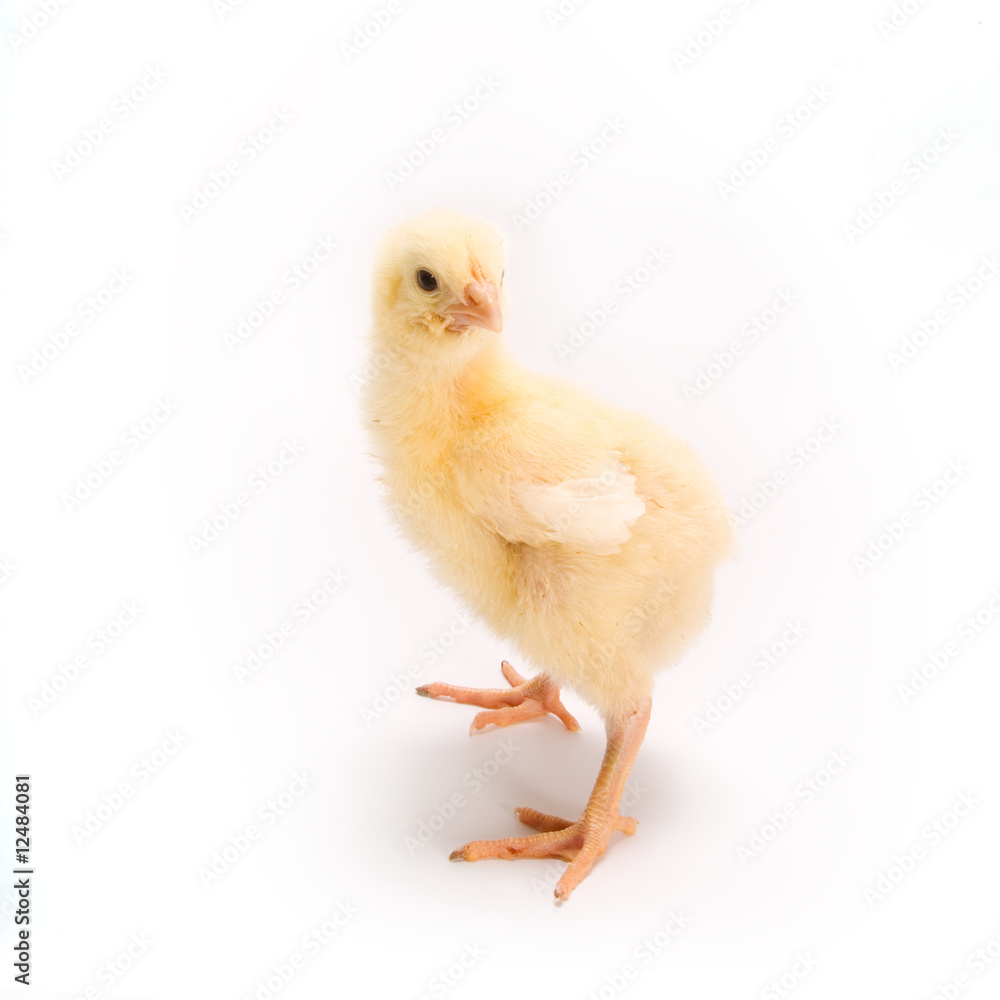 Chicken Chicken
