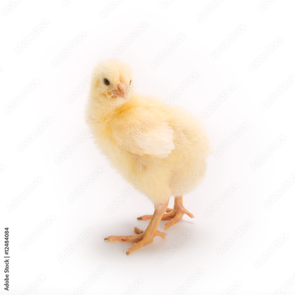 Chicken Chicken