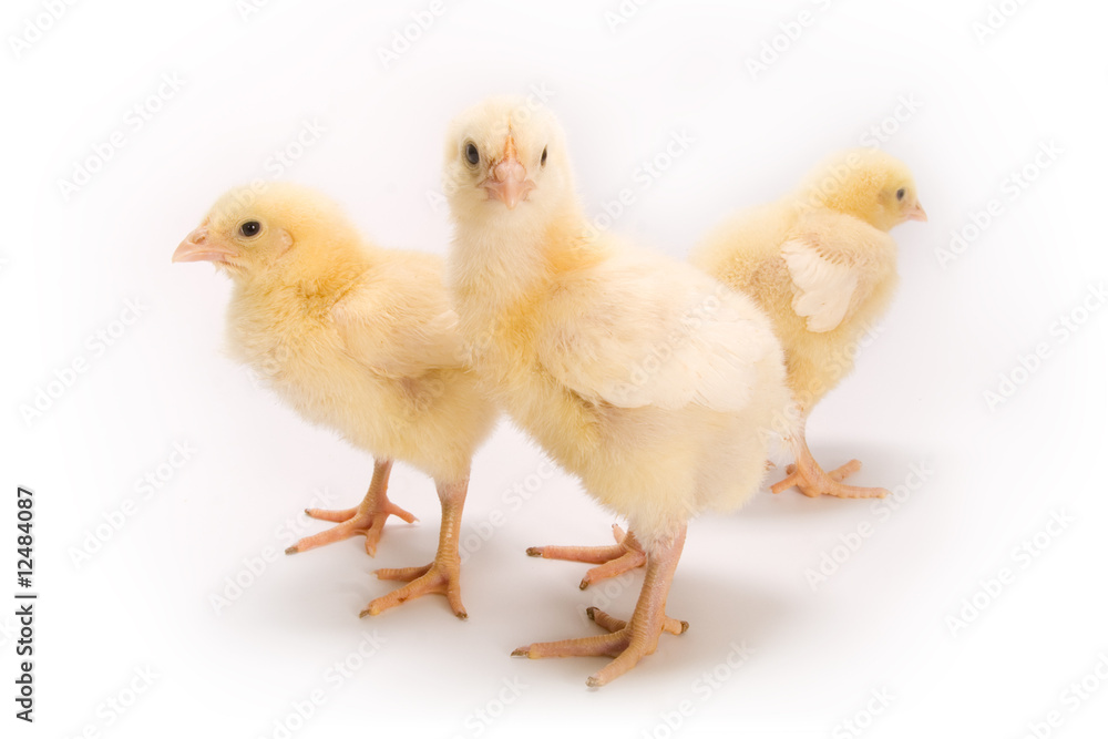 Chicken Chicken