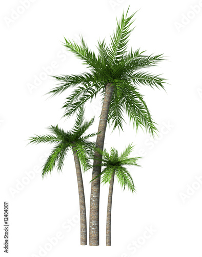 three tropical palm on white background -3d rendering