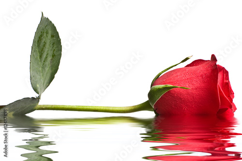 Red rose in water isolated on white background