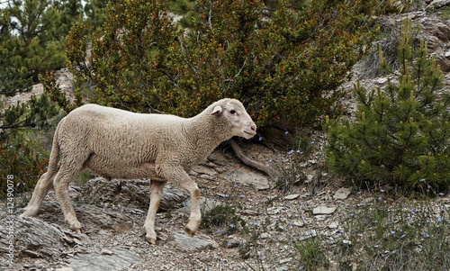Mouton (Ovis aries) - Alpes de Haute Provence, France