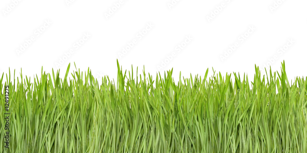 Εκτύπωση καμβά Young wheat like grass isolated on white background