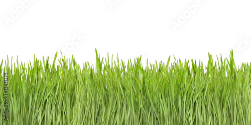 Young wheat like grass isolated on white background