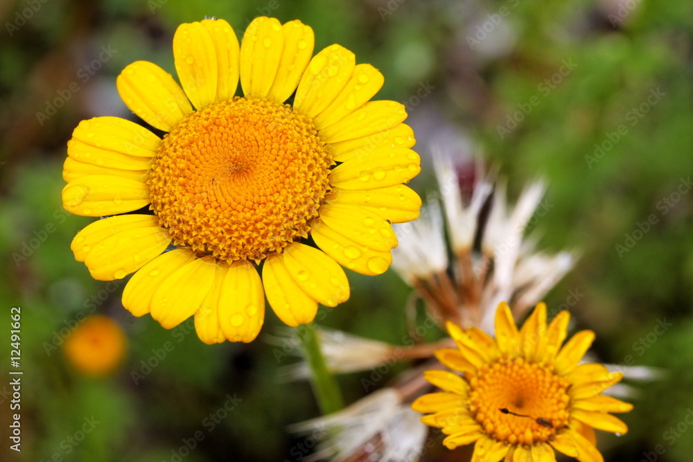 Obraz premium Marguerite (Leucanthemum) jaune après une ondée