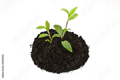 Growing green plants in soil