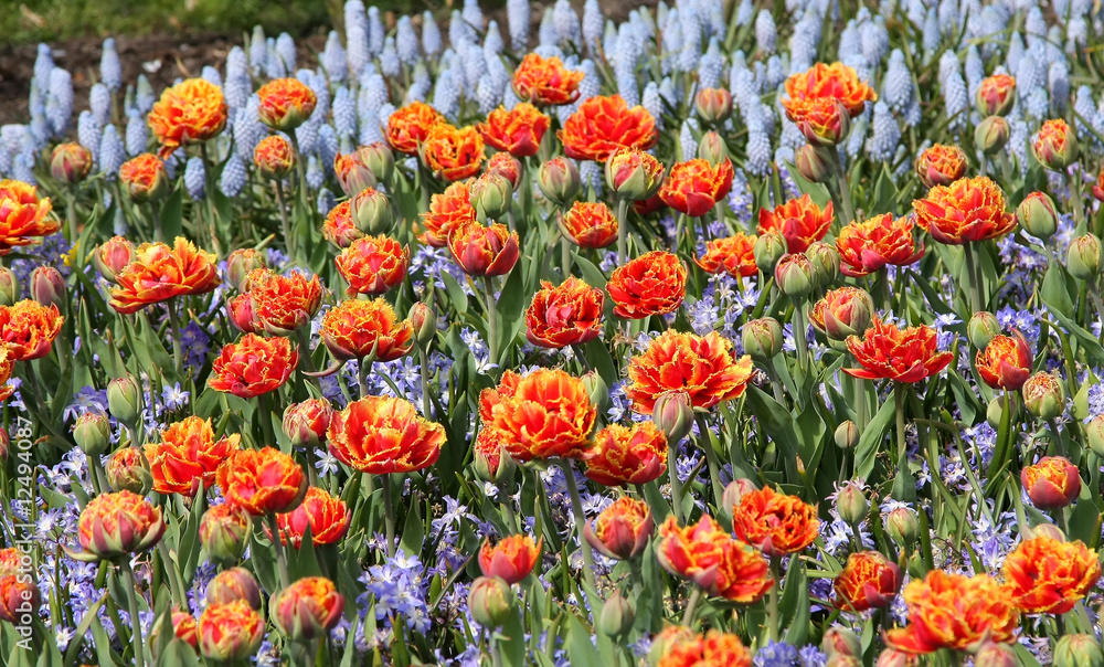Field of exotic tulips and bluebells