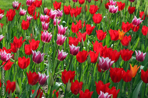 Field of multicolored tulips