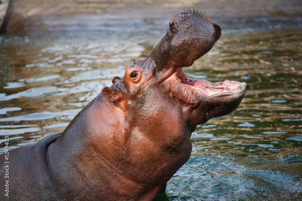 a hippo with opening big mouth
