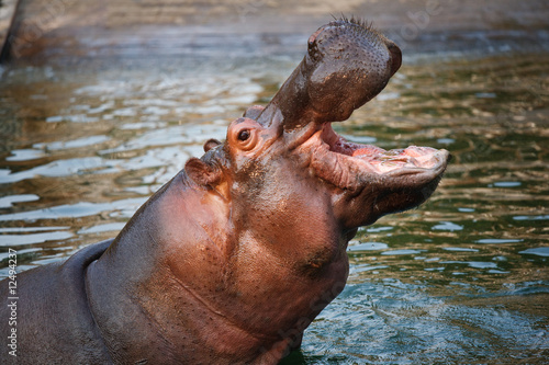 Obraz na płótnie a hippo with opening big mouth w salonie
