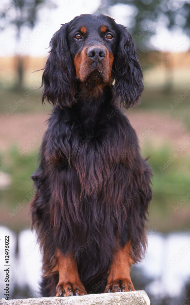 attentif setter gordon adulte de face sur ses pattes arrières attentif setter gordon adulte de face sur ses pattes arrières