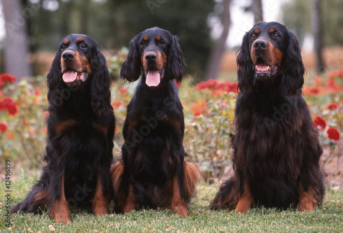 trio de setter gordon assis devant un parterre de fleurs