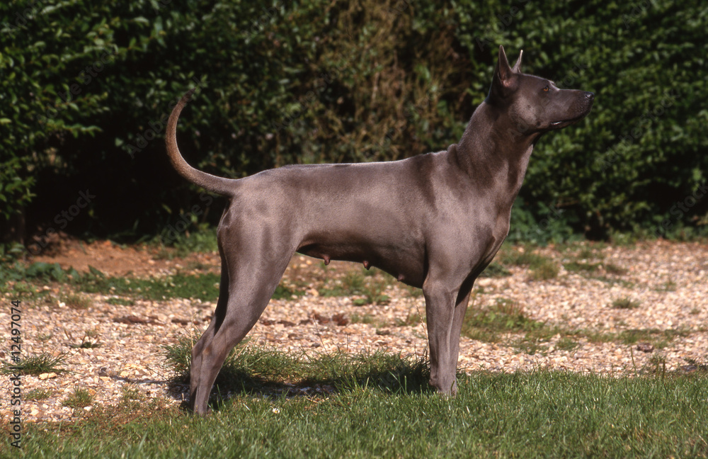 thai ridgeback de profil - race rare thai ridgeback de profil - race rare