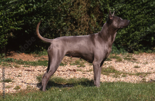 Wallpaper Mural thai ridgeback de profil - race rare Torontodigital.ca