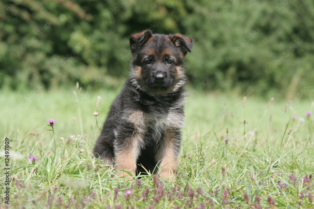 chiot berger allemand assis de face à la campagne chiot berger allemand assis de face à la campagne