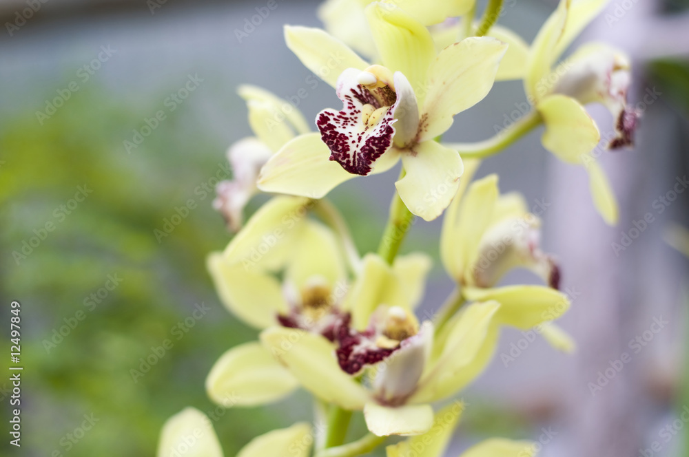 Yellow orchid Yellow orchid