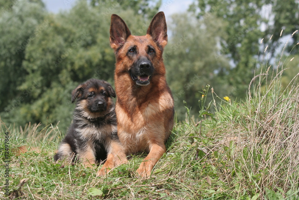 chienne berger allemand et son chiot à la campagne