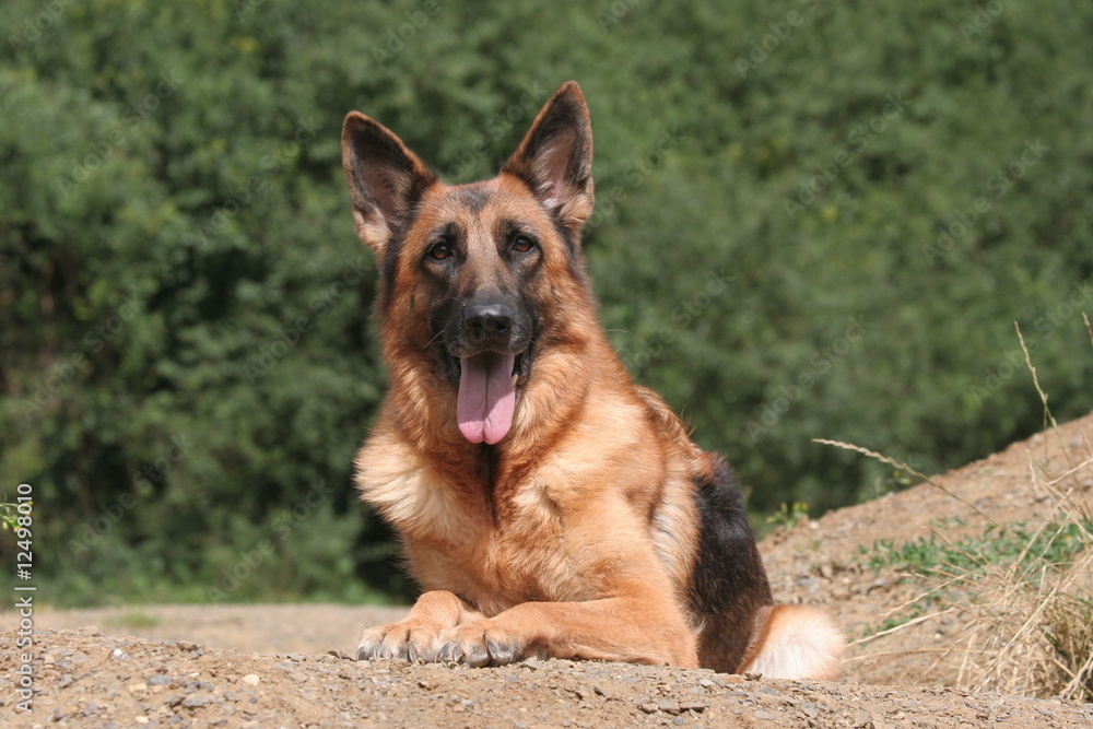 magnifique berger allemand couché de face tirant la langue magnifique berger allemand couché de face tirant la langue