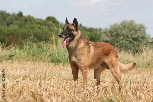 Le berger belge malinois debout tirant la langue