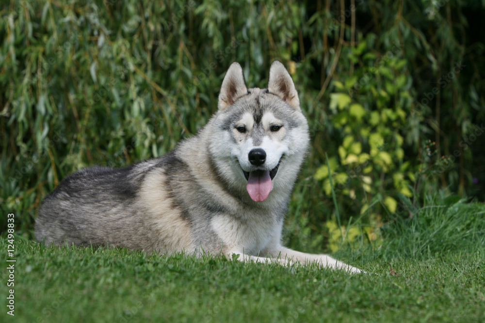 Gentil chien sibérien couché dans le parc tirant la langue