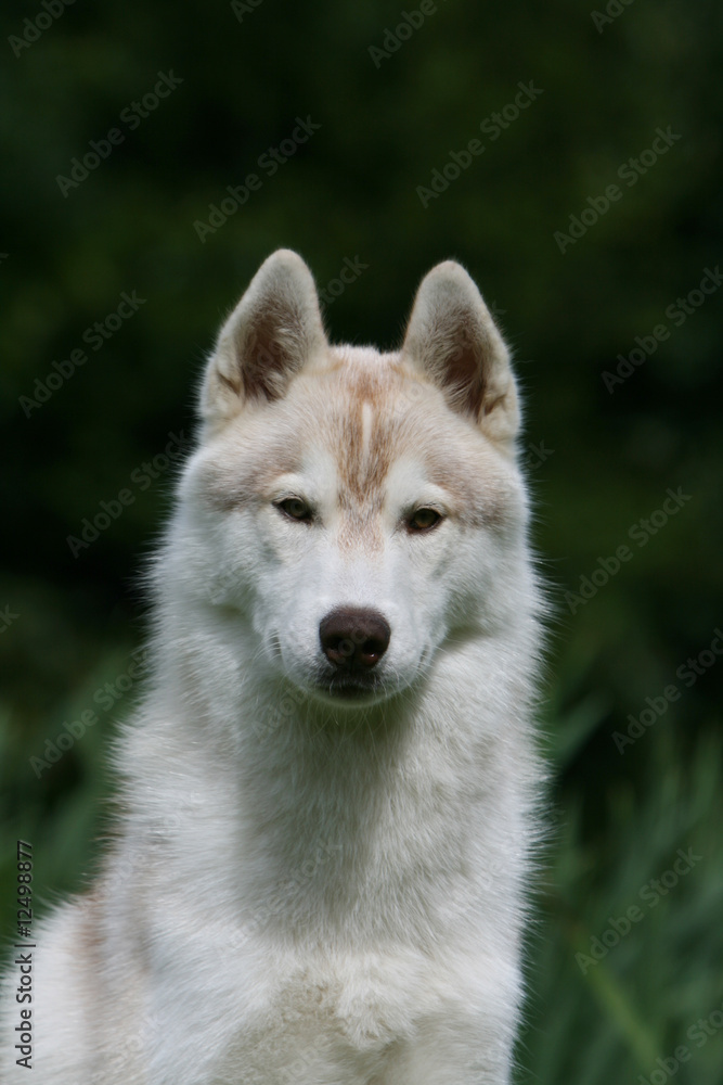 Portrait d'un sage Husky de face à la campagne