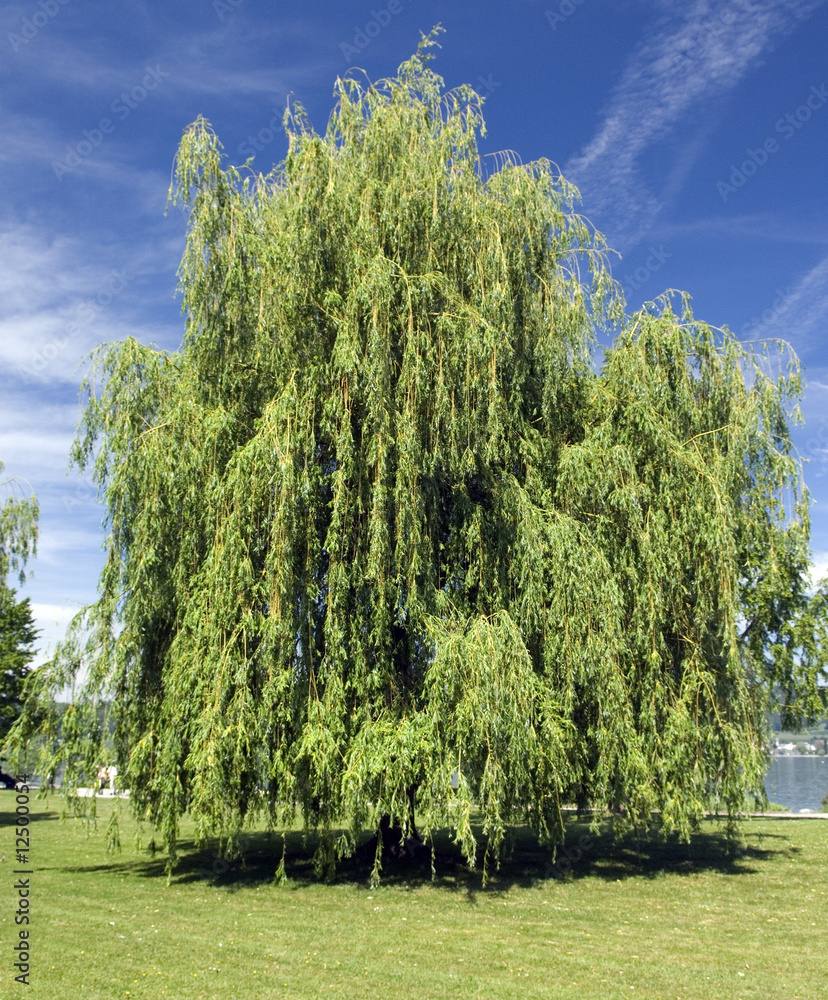 Foto Trauerweide