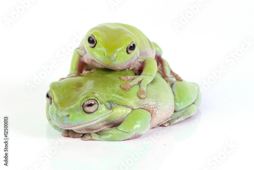 Schilderij op canvas frogs
