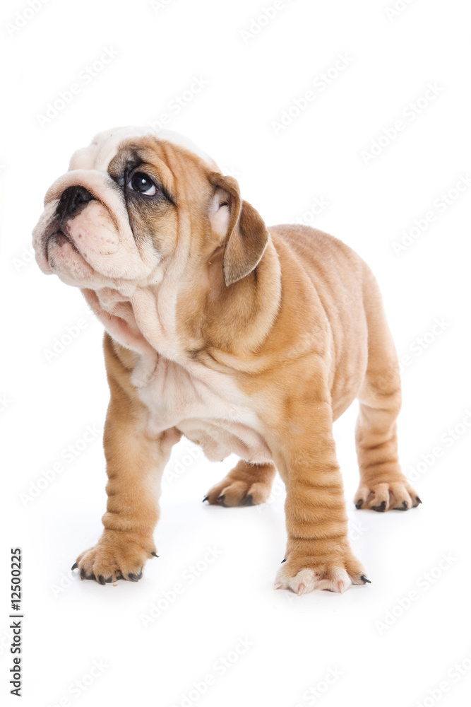 Bulldog puppy on white background