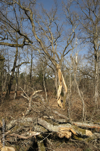 Dégât forestier