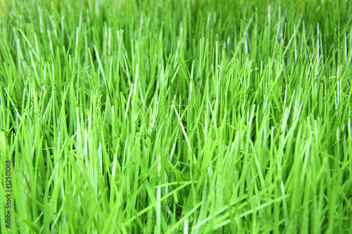 Gras