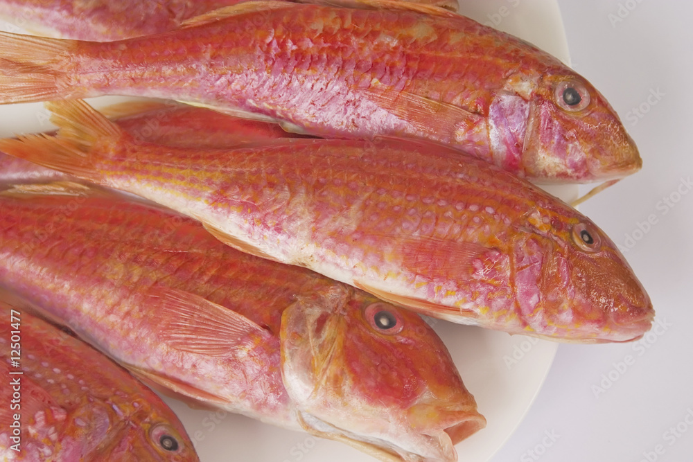 redfish redfish