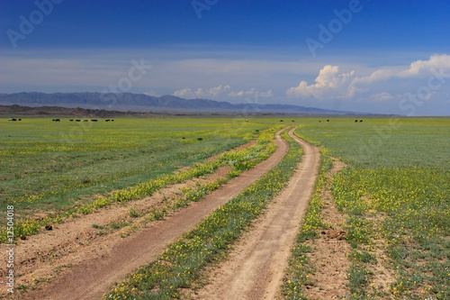Steppe at spring