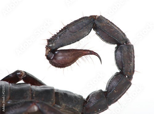 Scorpion tail