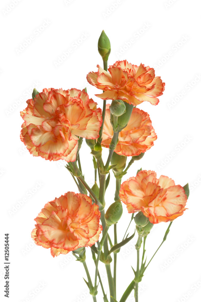 carnations