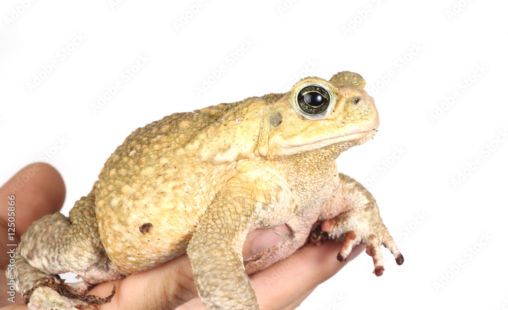 Naklejka premium Toad