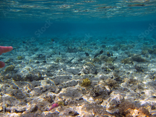 Tropical fishes, reefs and bottom of the Red sea