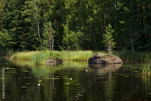 Small island with tree
