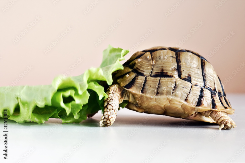 Fototapeta premium A tortoise eating the green leaf
