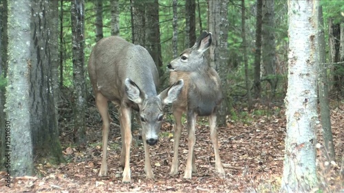 Doe finishes cleaning the fawn photo