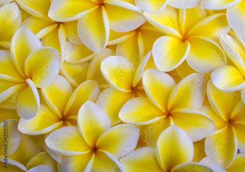 Εκτύπωση καμβά a background of yellow plumeria blossoms from Hawaii