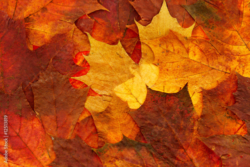 maple leaf background