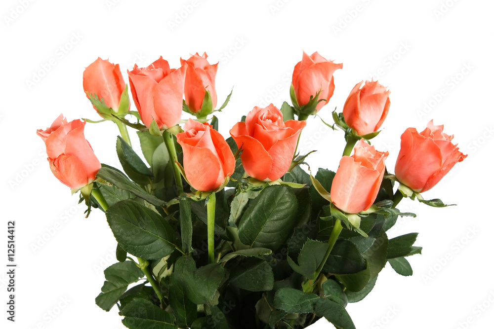 Obraz premium Bright pink roses