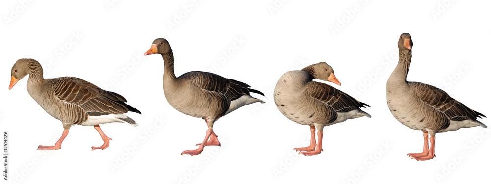 Fototapeta premium Four greylag geese isolated on white