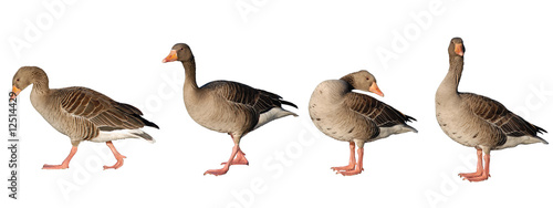Four greylag geese isolated on white photo