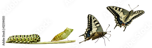 Leinwand Poster Butterfly metamorphosis