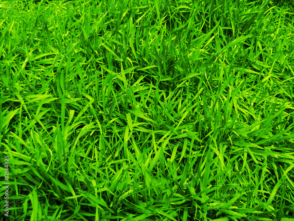 field grass field grass