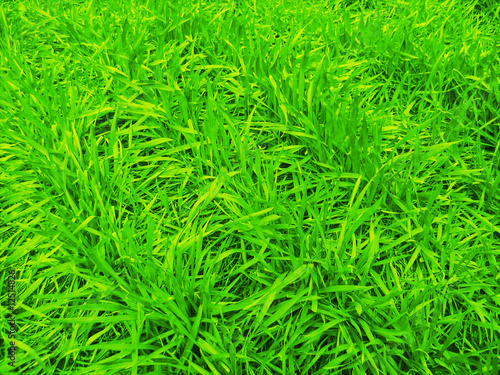 green herbage