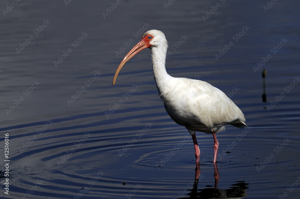 american white ibis portrait